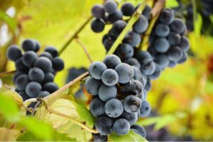 Trans Resveratrol é extraído da casca das uvas vermelhas